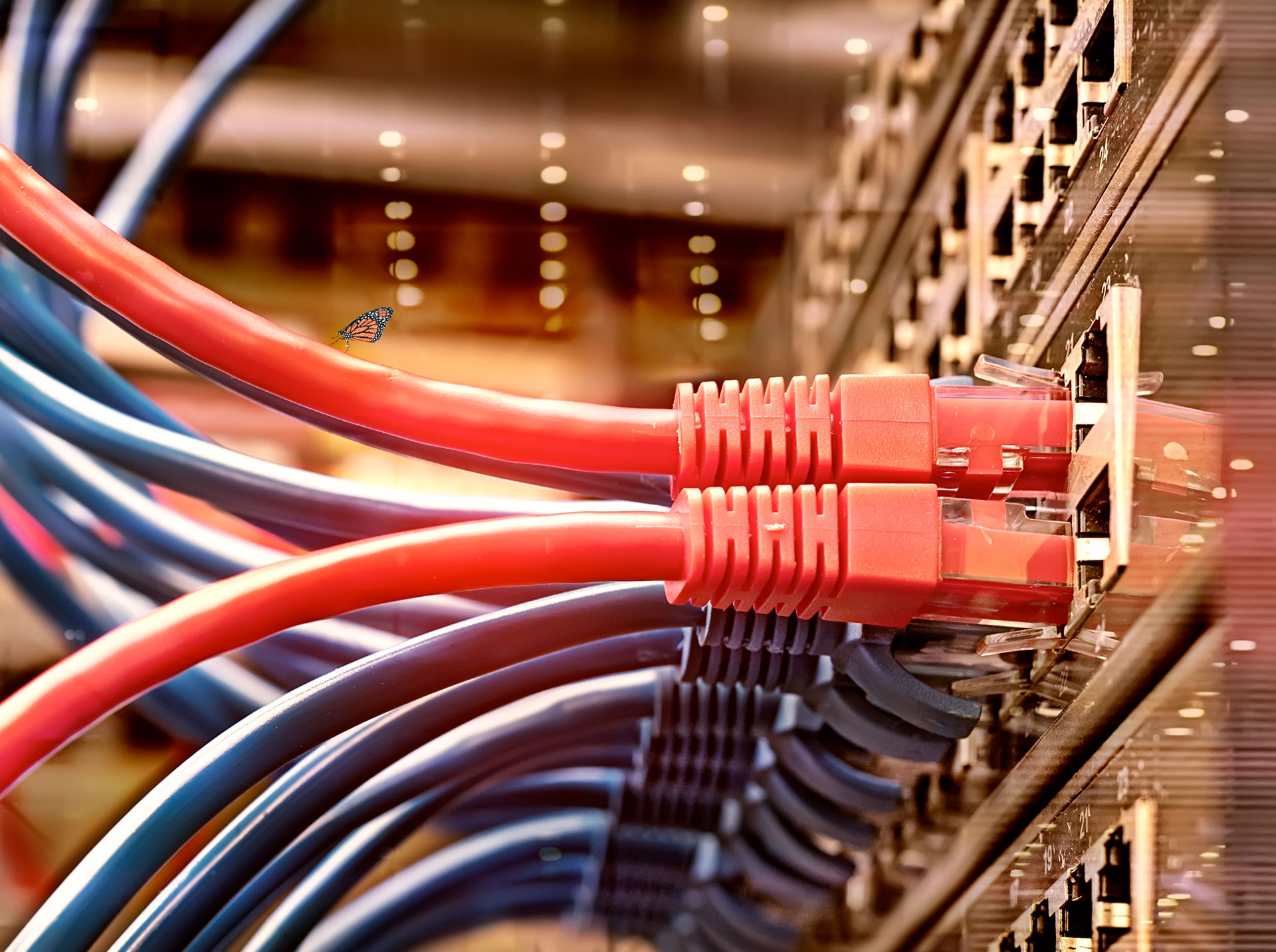 A Switch with many cables coming out of it.