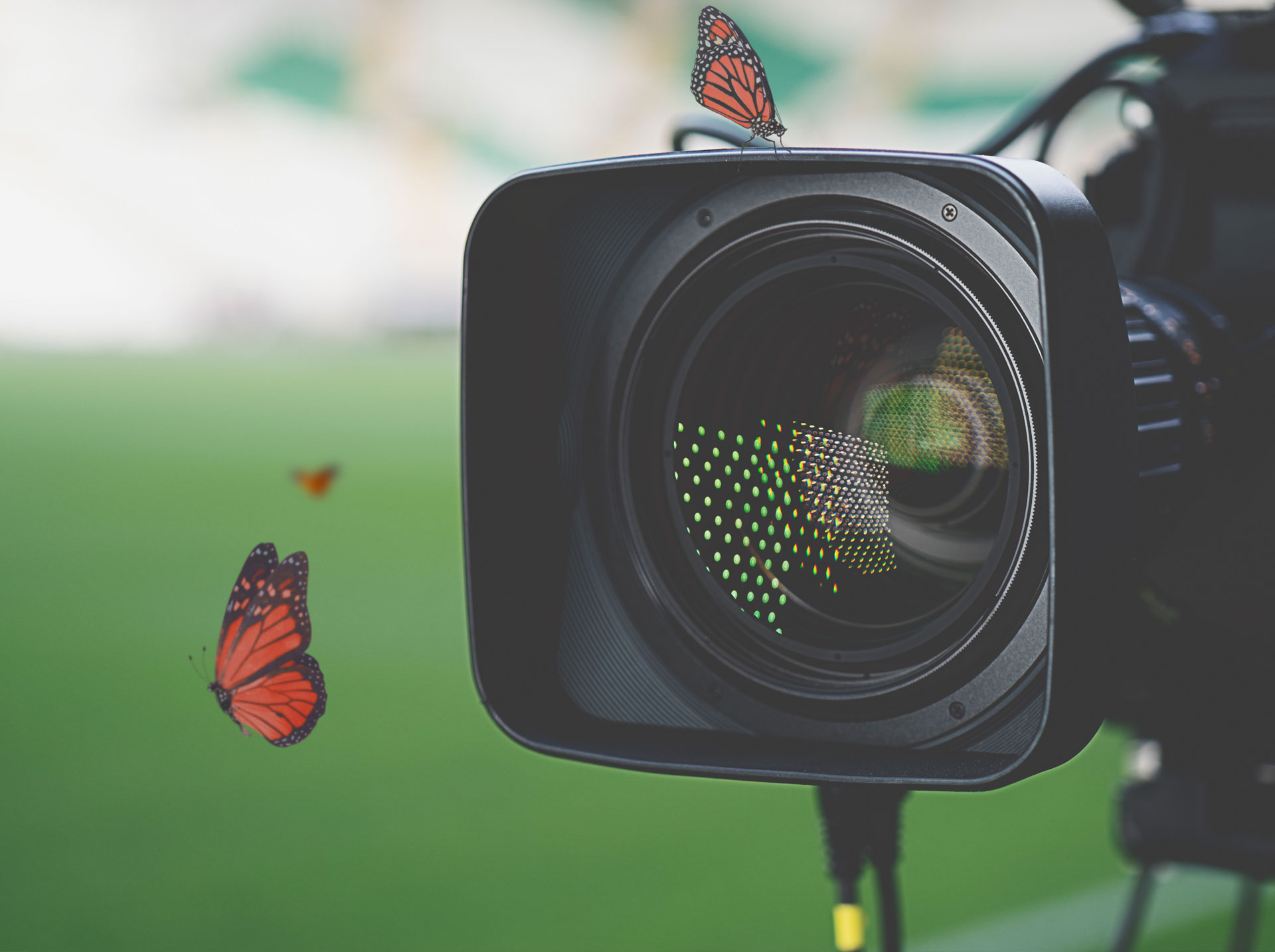 Camera taking a picture of the harmony butterfly